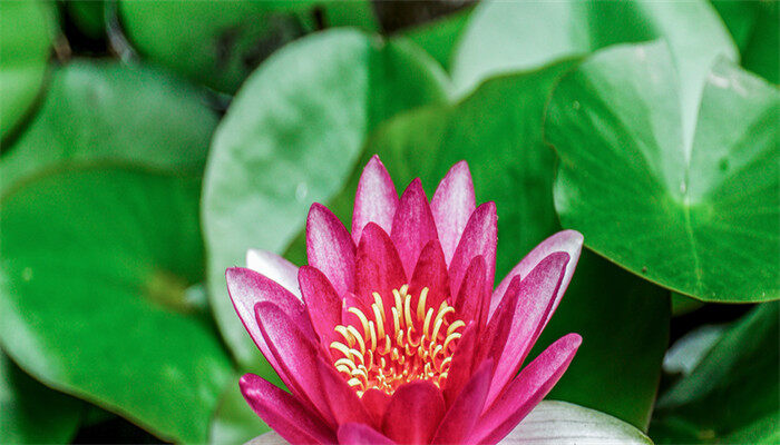 宝莲灯花2.jpg