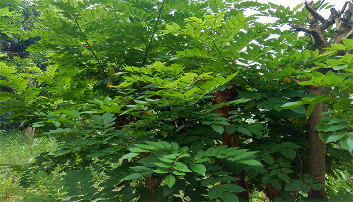 小叶紫檀10.jpg