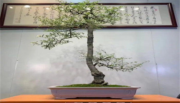 小石积盆3.jpg