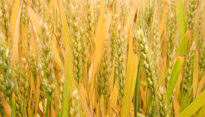 小麦2.jpg