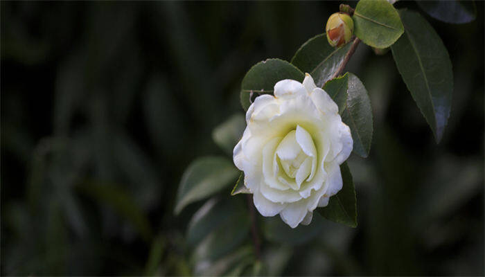 山茶花2.jpg