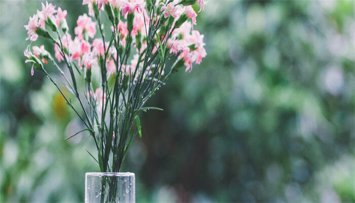 康乃馨2.jpg 康乃馨2.jpg