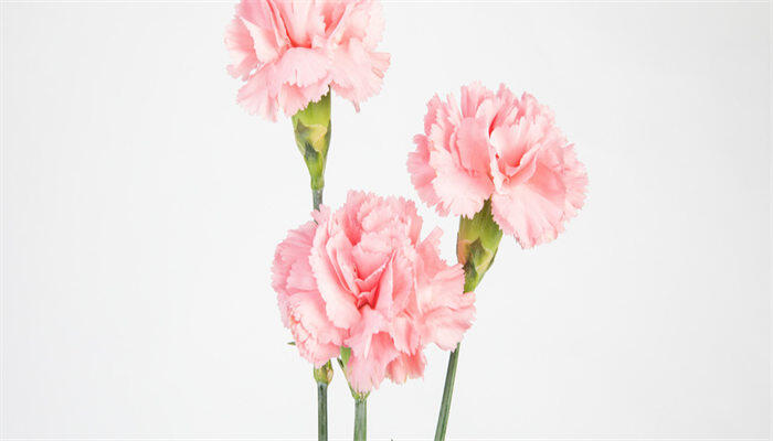 康乃馨1.jpg 康乃馨1.jpg