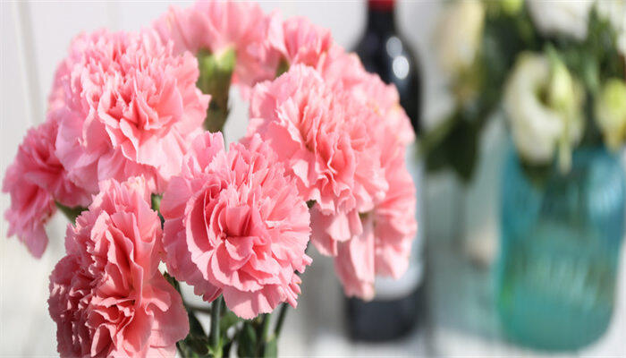 康乃馨3.jpg 康乃馨3.jpg