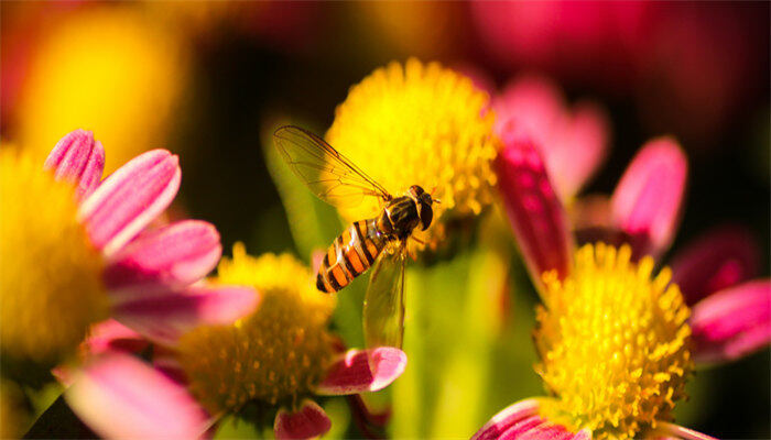 蜜蜂4.jpg