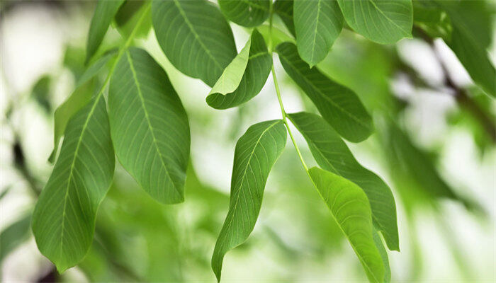 核桃树3.jpg