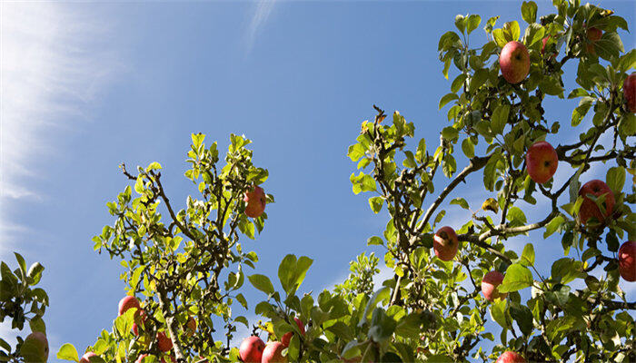 苹果树1.jpg