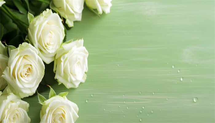 白玫瑰2.jpg 白玫瑰2.jpg