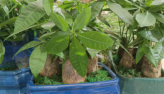 发财树2.jpg 发财树2.jpg