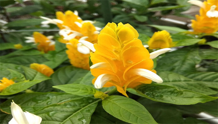 金苞花.jpg