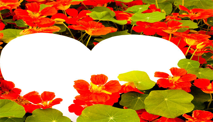 摄图网_320971860_心中的鲜花问候花园旱金莲绿色空白花朵白色问候语红色卡片（企业商用）.jpg