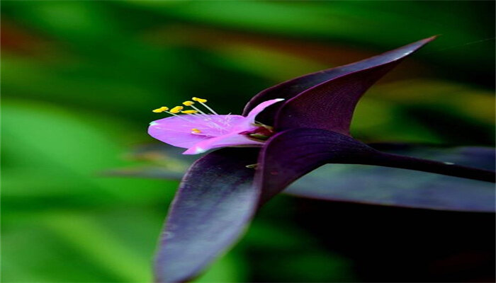 紫鸭跖草.jpg