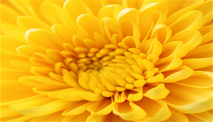 摄图网_600721677_美丽的黄色菊花(企业商用).jpg