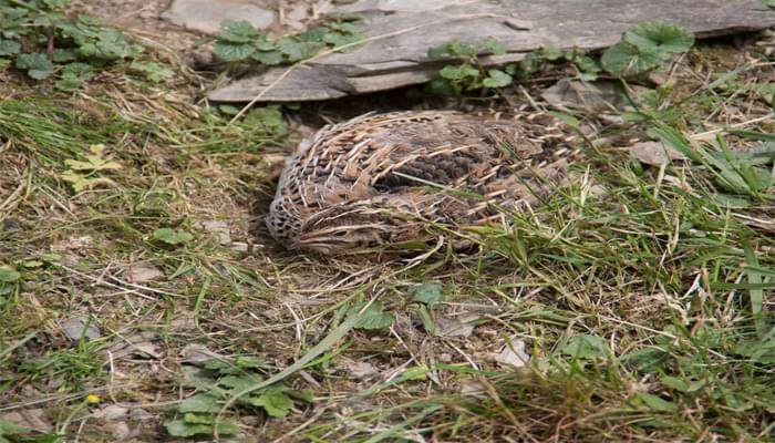 摄图网_324985367_Quail 蹲在草地上羽毛鸡鸟野鸡养员鸟类棕色鹌鹑绿色皮肯(企业商用).jpg