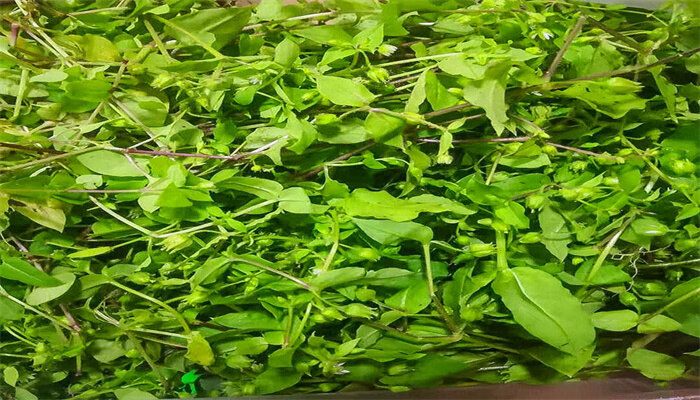 繁缕茶_副本.jpg 繁缕茶_副本.jpg