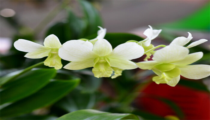 铁皮石斛花.jpg 铁皮石斛花.jpg