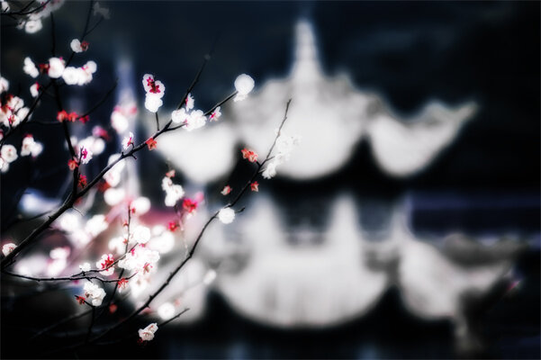 摄图网_500262276_梅花(企业商用).jpg