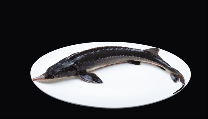 人工鱘魚(yú).jpg