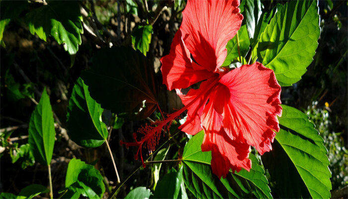 扶桑花.jpg