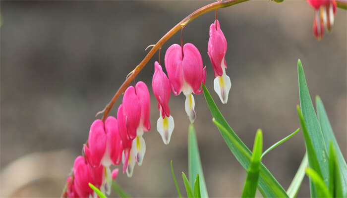荷包花.jpg 荷包花.jpg