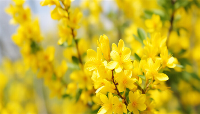 迎春花.jpg