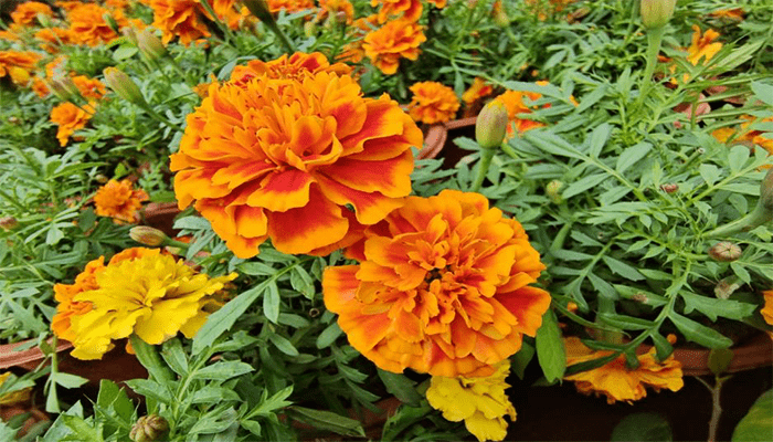 孔雀草花期多长时间