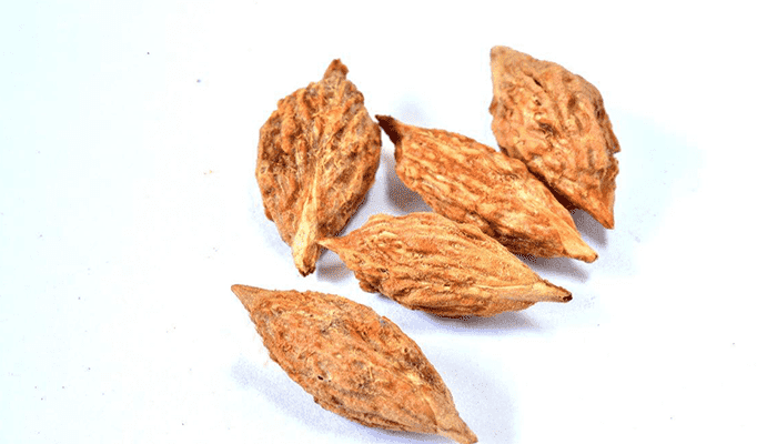 枣核的正确种植方法