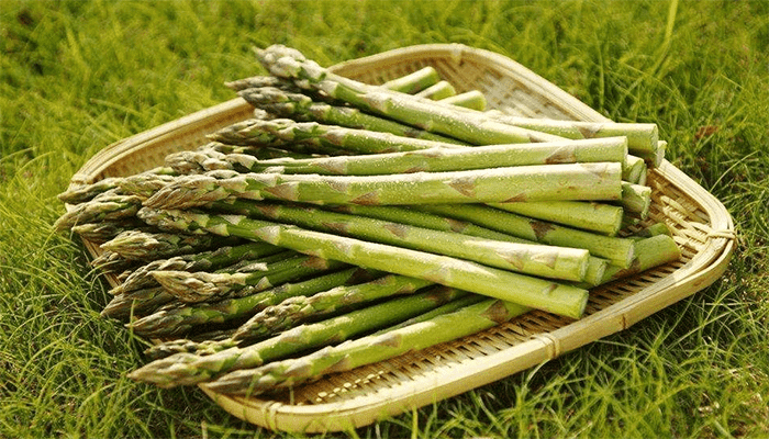 芦笋是什么植物
