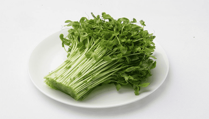 豆苗怎么种植容易发芽