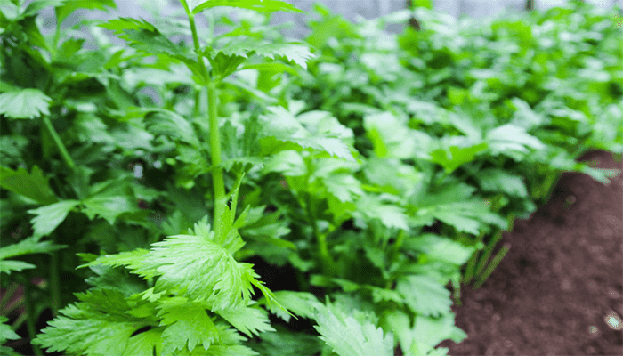 秋季露天芹菜种植时间