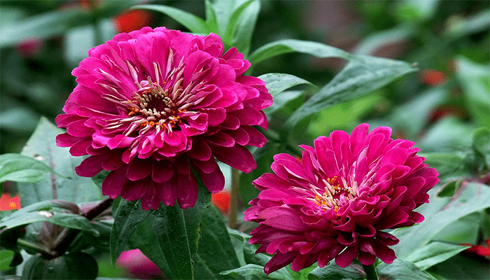 百日草8月播种多久开花 百日草8月播种多久开花