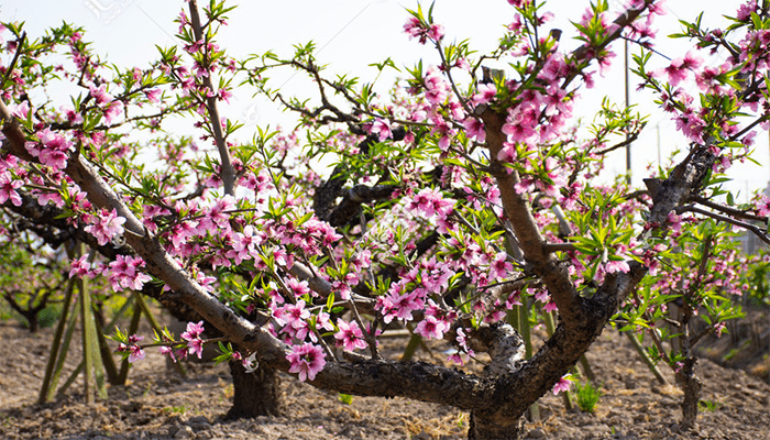 八月份桃树嫁接方法 八月份桃树嫁接方法