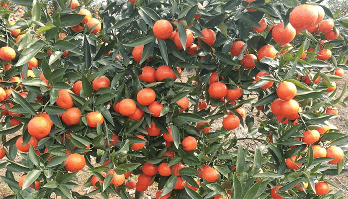 柑橘浇水的注意事项 柑橘浇水的注意事项