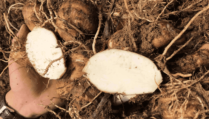 怎样才知道芋头已经成熟了 怎样才知道芋头已经成熟了