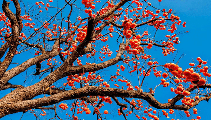 柿子树在东北能种吗 柿子树在东北能种吗