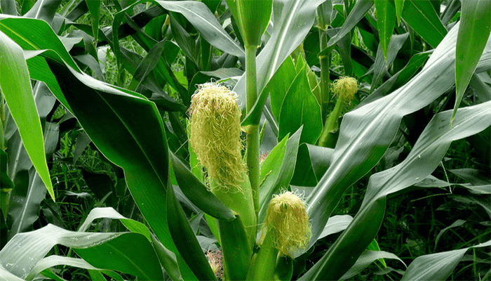 怎么判断玉米可以摘了 怎么判断玉米可以摘了