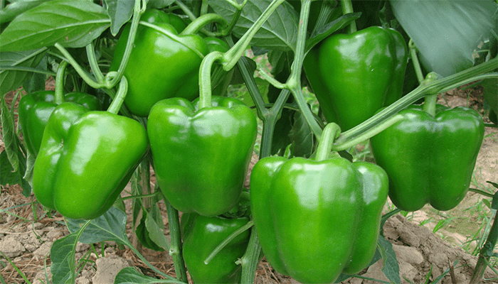 青椒怎么种植 青椒怎么种植