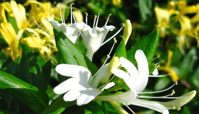 金银花的种植及适应环境 金银花的种植及适应环境