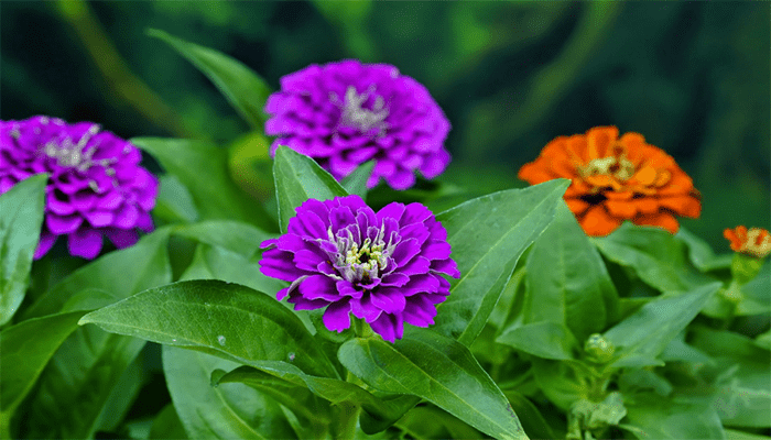 百日菊的養(yǎng)殖方法