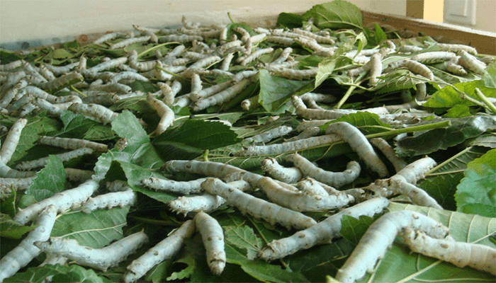 養(yǎng)蠶的方法和步驟