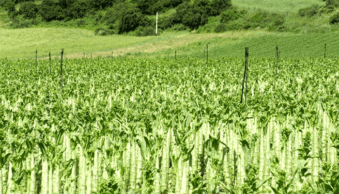 莴笋的育苗技术