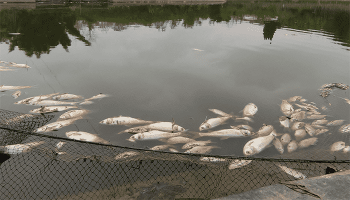 鱼塘缺氧了怎么急救