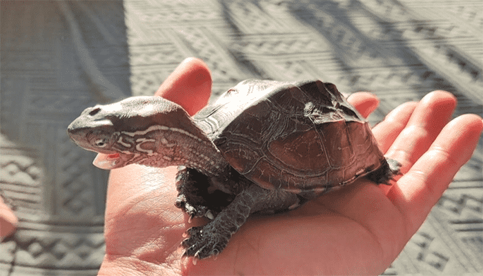 乌龟一般多少天会饿死