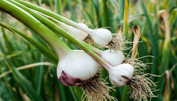 荞头种植栽培技术