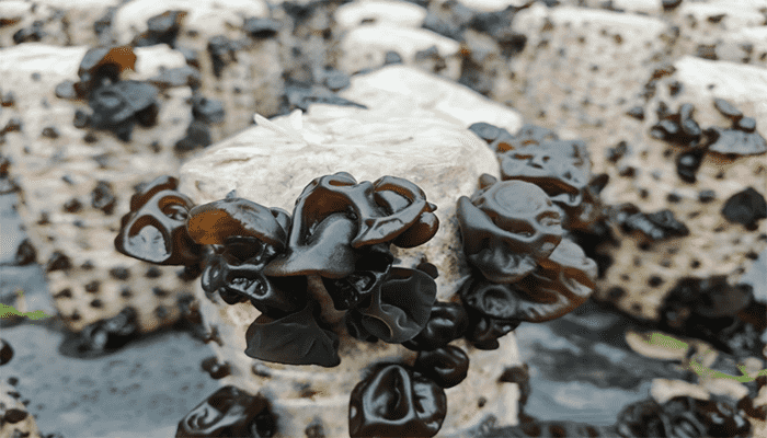 木耳的种植技术