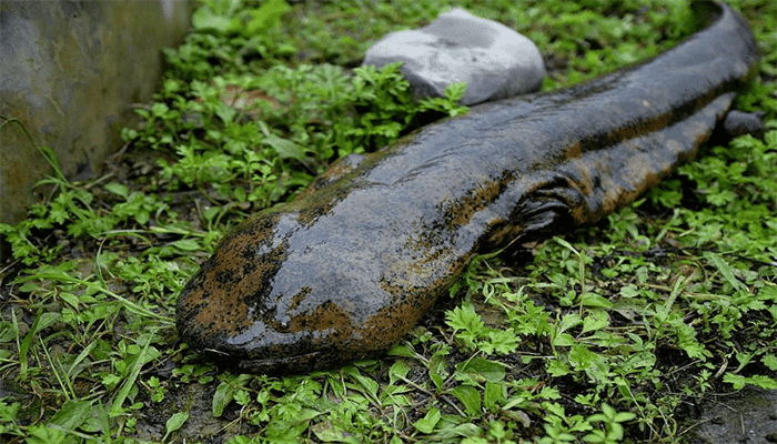 娃娃鱼有人工养殖的吗