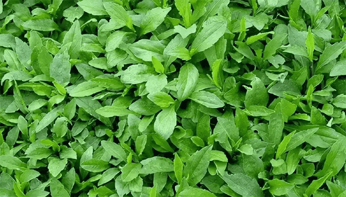 6月可以播种马兰吗