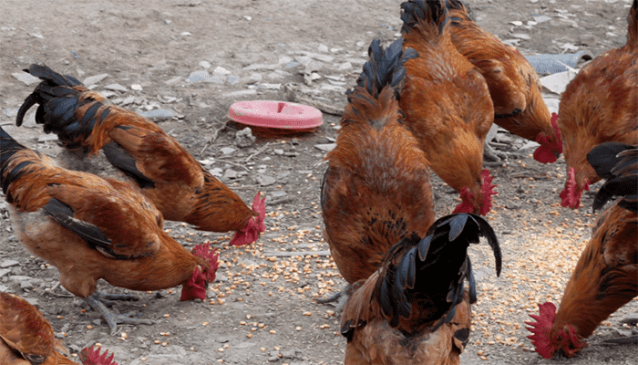 什么草可以长期喂鸡