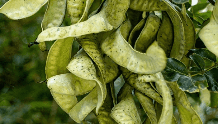 皂角米是什么东西