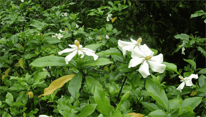 山黄栀